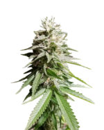 Nicole Kush Feminized Cannabis Seeds