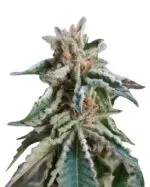 Northern Critical Strain Feminized Cannabis Seeds