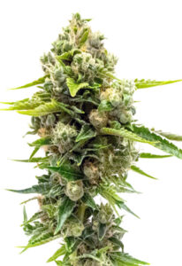 Northern Lights #10 Feminized Marijuana Seeds