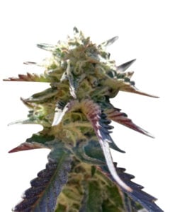 Northern Lights # 10 Strain Feminized Cannabis Seeds