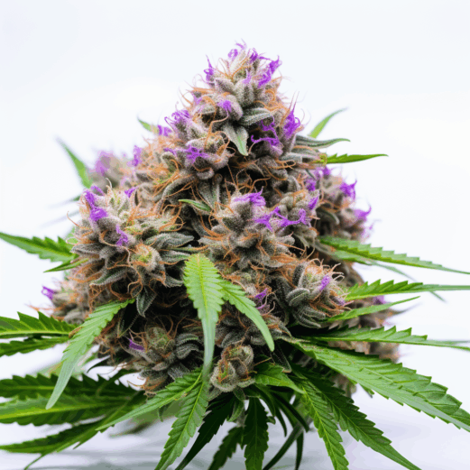 Northern Lights Strain