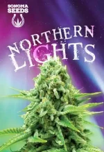 Northern Lights Strain Feminized