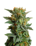 Northern Lights Strain Feminized Cannabis Seeds