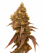 Northern Mango Strain Autoflowering Cannabis Seeds