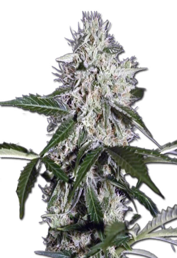 Northern Wreck Strain Autoflowering Cannabis Seeds