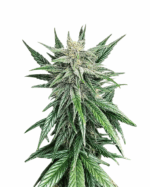 Nuken Strain Feminized Cannabis Seeds
