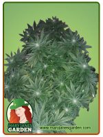 OG Banana Punch Strain Feminized