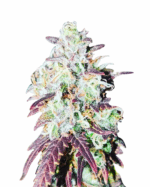 OG Banana Punch Strain Feminized Cannabis Seeds