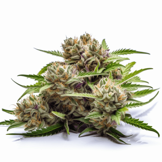 OG Kush