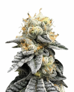 OG Punch Strain Feminized Cannabis Seeds