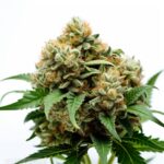 Amnesia Haze