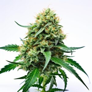 Amnesia Lemon Strain Feminized Cannabis Seeds