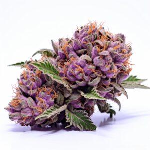 Amnesia Purple Strain Feminized Cannabis Seeds