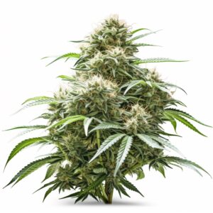 Angel OG Strain Autoflowering Cannabis Seeds