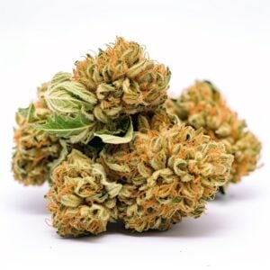 Animal Cookies Strain Autoflowering Cannabis Seeds