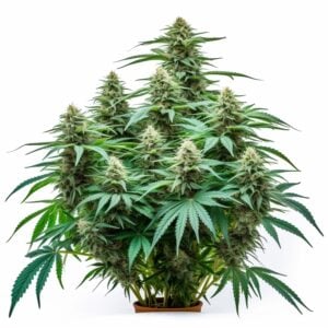 Animal Mint Strain Autoflowering Cannabis Seeds