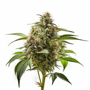 Aurora Strain Autoflowering Cannabis Seeds