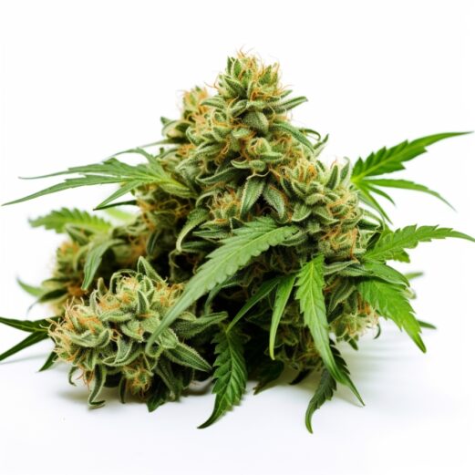 CBD Critical Mass Strain Feminized Cannabis Seeds