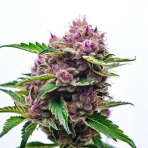 Berry Strain Autoflowering Cannabis Seeds
