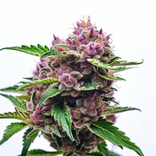 Berry Autoflower Marijuana Seeds