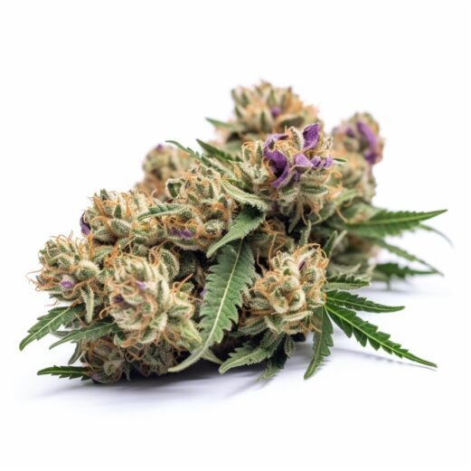 Berry White Feminized