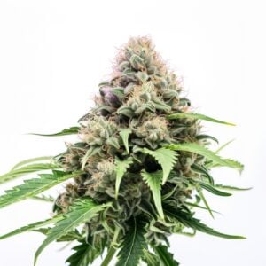 Big Bud Strain Fast Version Cannabis Seeds