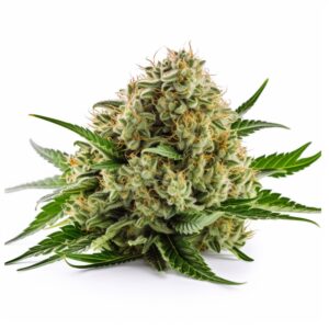 Big Bud Strain Feminized Cannabis Seeds