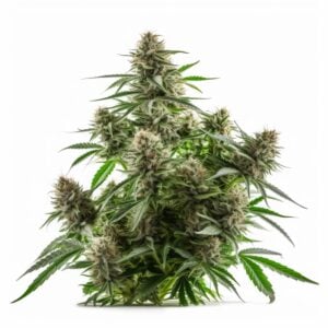 Black Cadillac Strain Autoflowering Cannabis Seeds