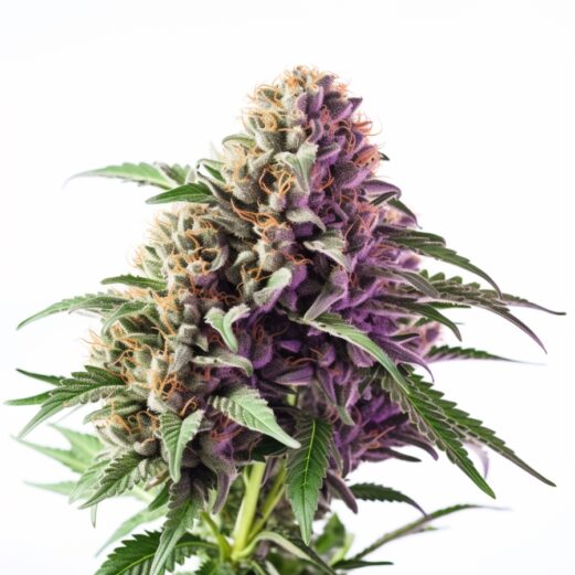 Black Demon OG Feminized