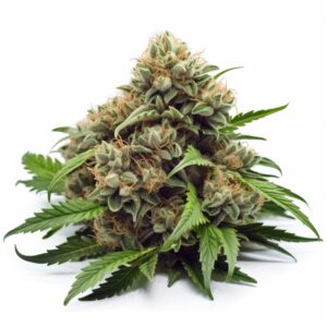 Black Domina Strain Feminized Cannabis Seeds