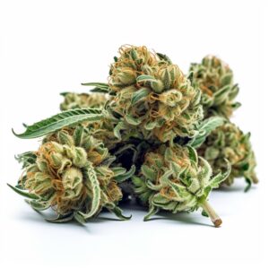 Black Haze Feminized Cannabis Seeds