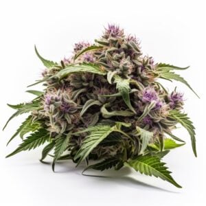 Bubba White Strain Autoflowering Cannabis Seeds