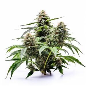 CBD Diesel Strain Feminized Cannabis Seeds