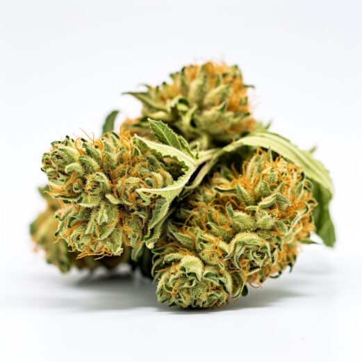CBD Sour Tangie Strain Feminized Cannabis Seeds (1:20)