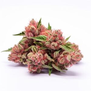 CBD Strawberry Kush Feminized Cannabis Seeds