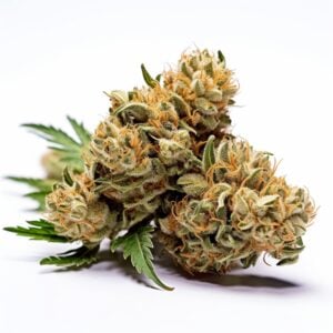Gelato Strain Feminized Cannabis Seeds