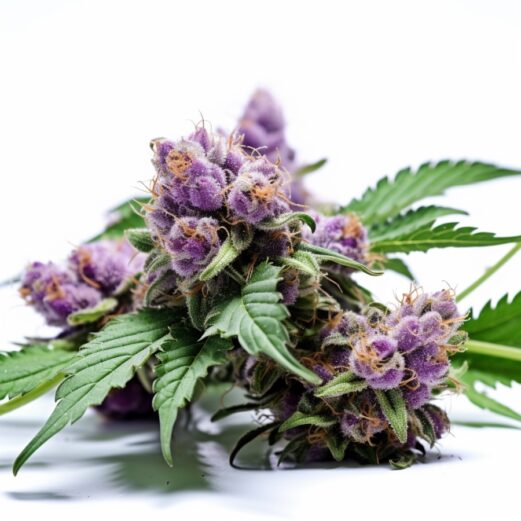 Grape Drink Autoflower