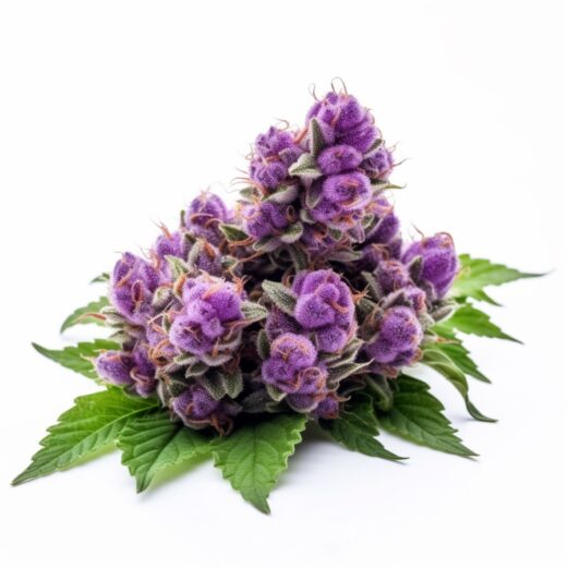 Grape Drink Autoflower