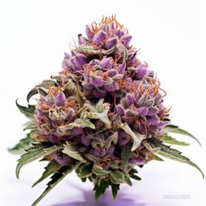 Grape Drink Strain Feminized Cannabis Seeds