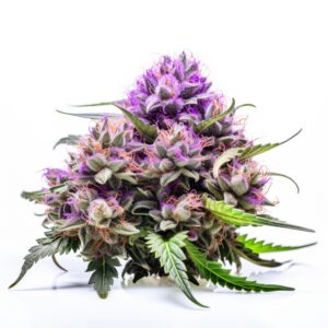 Grape Killer 99 Strain Feminized Cannabis Seeds