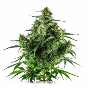 Green Dream Strain Autoflowering Cannabis Seeds