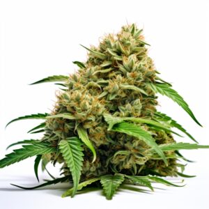 Hash Plant Strain Feminized Cannabis Seeds