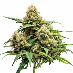 Headband Strain Autoflowering Cannabis Seeds