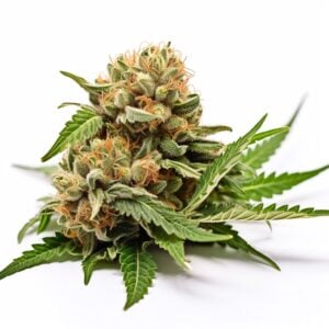 Headband Strain Feminized Cannabis Seeds