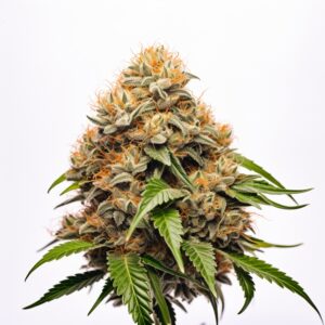 Hellfire OG Strain Feminized Cannabis Seeds