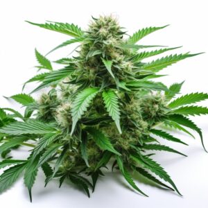 Hemlock Strain Autoflowering Cannabis Seeds
