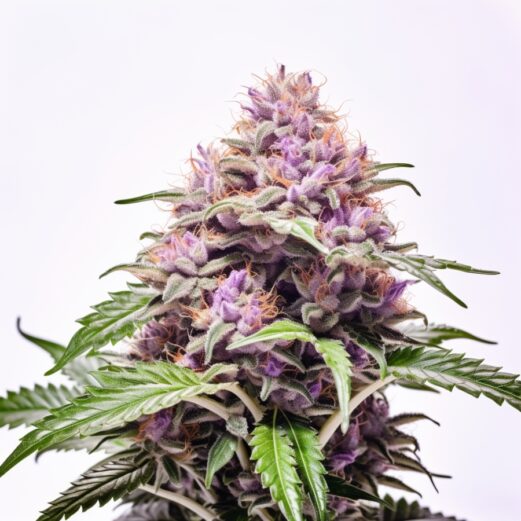 Ice Cream Cake Strain