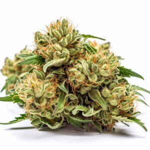 Jack Herer Strain Autoflowering Cannabis Seeds