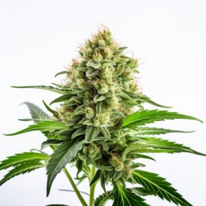 Moby Dick Strain Feminized Cannabis Seeds