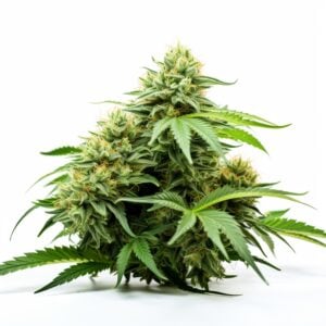 Mochalope Strain Feminized Cannabis Seeds